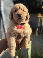 Luna, a female Golden Retriever for sale in Lindsay, CA – 1 of 7