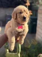 Luna, a female Golden Retriever for sale in Lindsay, CA – 2 of 7