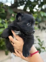 Lola, a female Pomeranian for sale in Lindsay, CA – Photo 8 of 8