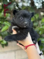 Lola, a female Pomeranian for sale in Lindsay, CA – Photo 3 of 8