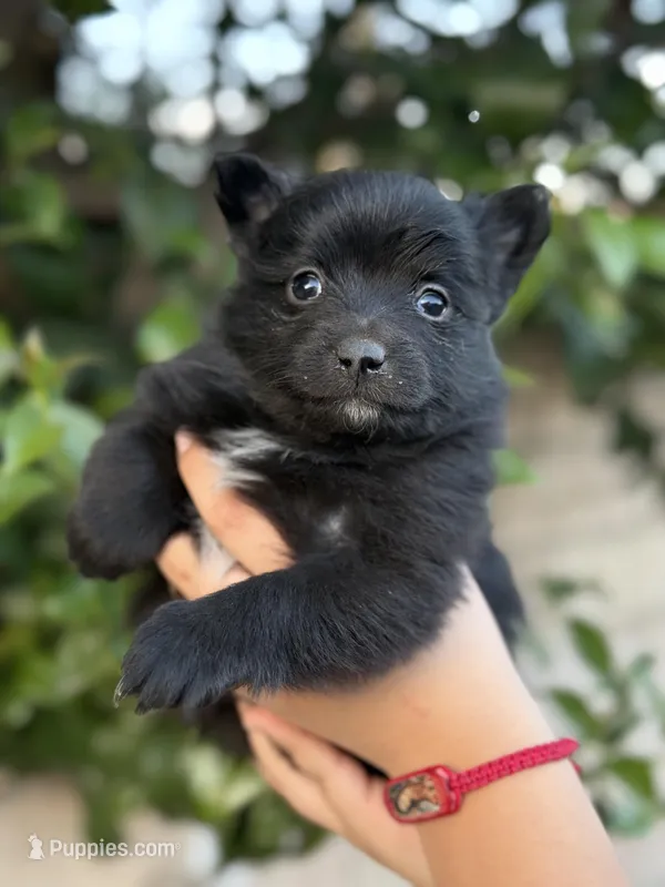 Lola – Pomeranian puppy for sale in Lindsay, CA