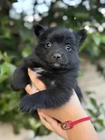 Lola, a female Pomeranian for sale in Lindsay, CA – Photo 1 of 8