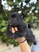 Lola, a female Pomeranian for sale in Lindsay, CA – Photo 4 of 8