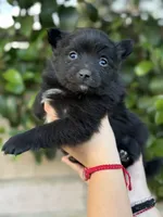 Lola, a female Pomeranian for sale in Lindsay, CA – Photo 7 of 8