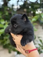 Lola, a female Pomeranian for sale in Lindsay, CA – Photo 6 of 8