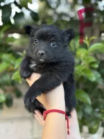 Lola, a female Pomeranian for sale in Lindsay, CA – Photo 2 of 8