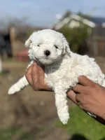 Diamond , a male Poodle - Miniature  for sale in Lindsay, CA – Photo 2 of 5