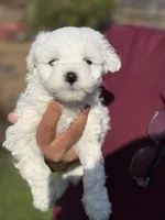 Diamond , a male Poodle - Miniature  for sale in Lindsay, CA – Photo 3 of 5