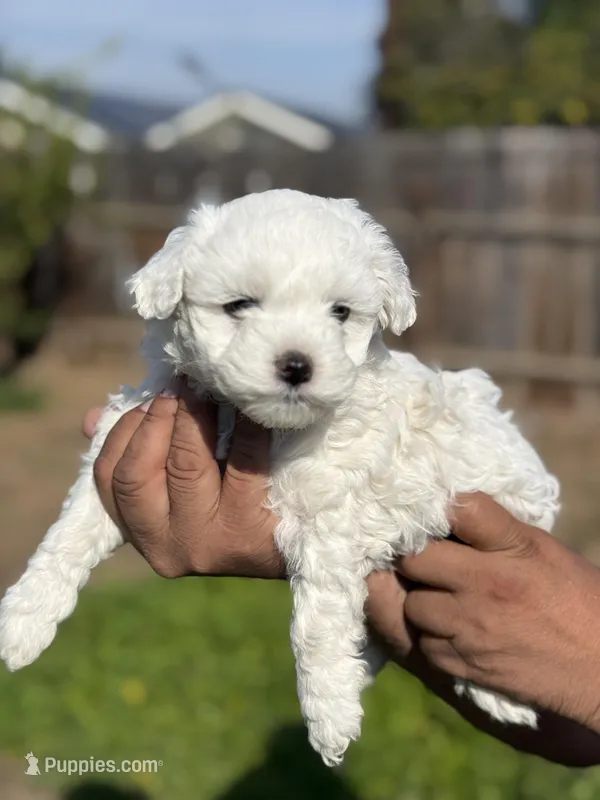 Diamond , a male Poodle - Miniature  for sale in Lindsay, CA – Photo 1 of 5