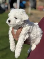 Diamond , a male Poodle - Miniature  for sale in Lindsay, CA – Photo 5 of 5