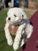 Diamond , a male Poodle - Miniature  for sale in Lindsay, CA – Photo 4 of 5