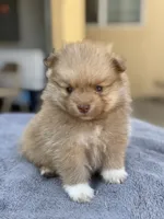 Lola , a female Pomeranian for sale in Lindsay, CA – 7 of 9