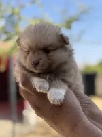 Lola , a female Pomeranian for sale in Lindsay, CA – 8 of 9