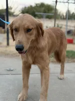 Simon , a male Golden Retriever for sale in Lindsay, CA – 6 of 7