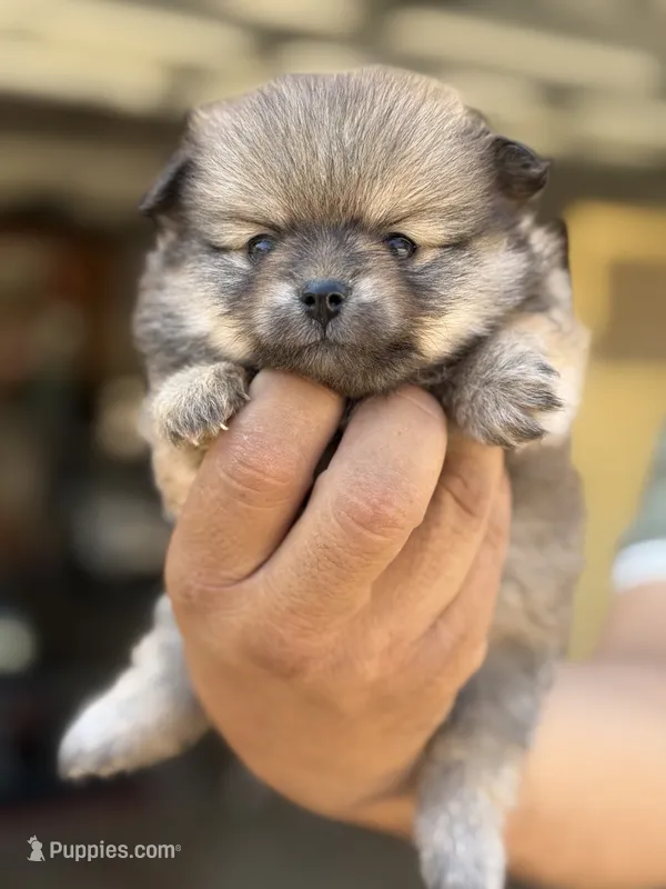 Buddy – Pomeranian puppy for sale in Lindsay, CA