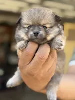 Buddy, a male Pomeranian for sale in Lindsay, CA – 1 of 10
