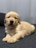 Lola, a female Golden Retriever for sale in Lindsay, CA – 2 of 2