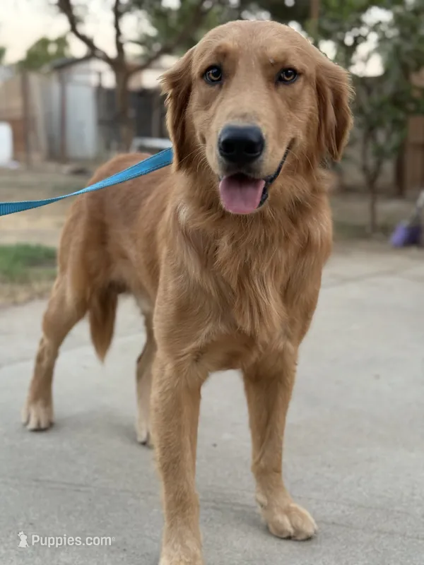 Simon  – Golden Retriever puppy for sale in Lindsay, CA