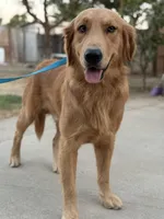 Simon , a male Golden Retriever for sale in Lindsay, CA – 1 of 7