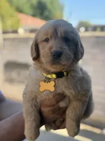 Lola, a female Golden Retriever for sale in Lindsay, CA – 4 of 7