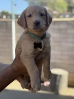 Lily, a female Golden Retriever for sale in Lindsay, CA – 7 of 8