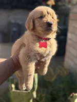 Luna, a female Golden Retriever for sale in Lindsay, CA – 4 of 7