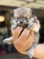 Buddy, a male Pomeranian for sale in Lindsay, CA – 4 of 10