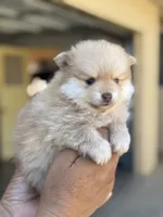 Lucas , a male Pomeranian for sale in Lindsay, CA – 5 of 9