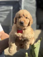 Luna, a female Golden Retriever for sale in Lindsay, CA – 3 of 7