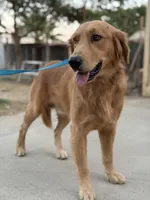 Simon , a male Golden Retriever for sale in Lindsay, CA – 2 of 7