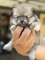 Buddy, a male Pomeranian for sale in Lindsay, CA – 5 of 10
