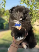 Bruno , a male Pomeranian for sale in Lindsay, CA – Photo 2 of 9