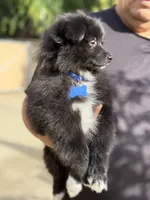 Buddy, a male Pomeranian for sale in Lindsay, CA – Photo 4 of 8