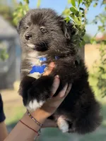 Bruno , a male Pomeranian for sale in Lindsay, CA – Photo 7 of 9