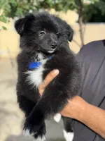 Buddy, a male Pomeranian for sale in Lindsay, CA – Photo 5 of 8