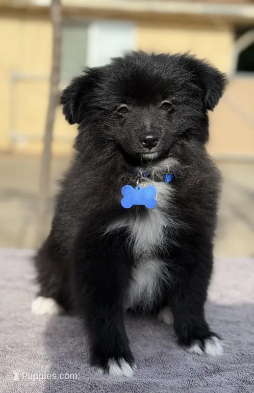 Buddy – Pomeranian puppy for sale in Lindsay, CA