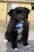 Buddy, a male Pomeranian for sale in Lindsay, CA – Photo 1 of 8