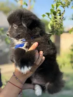 Bruno , a male Pomeranian for sale in Lindsay, CA – Photo 6 of 9