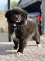 Buddy, a male Pomeranian for sale in Lindsay, CA – Photo 7 of 8