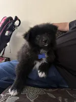 Buddy, a male Pomeranian for sale in Lindsay, CA – Photo 8 of 8