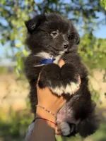 Bruno , a male Pomeranian for sale in Lindsay, CA – Photo 4 of 9