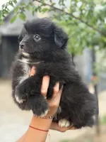Bruno , a male Pomeranian for sale in Lindsay, CA – Photo 8 of 9