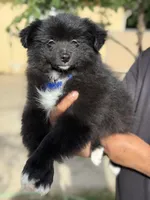 Buddy, a male Pomeranian for sale in Lindsay, CA – Photo 2 of 8