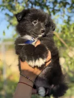 Bruno , a male Pomeranian for sale in Lindsay, CA – Photo 3 of 9