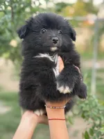 Bruno , a male Pomeranian for sale in Lindsay, CA – Photo 9 of 9