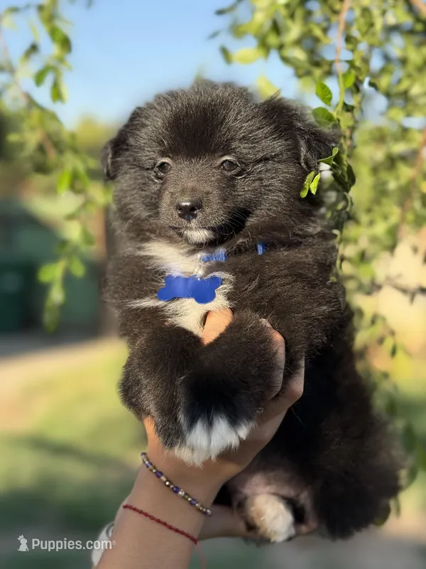Bruno  – Pomeranian puppy for sale in Lindsay, CA
