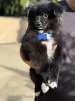 Buddy, a male Pomeranian for sale in Lindsay, CA – Photo 6 of 8