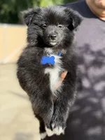 Buddy, a male Pomeranian for sale in Lindsay, CA – Photo 3 of 8