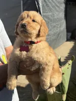 Luna, a female Golden Retriever for sale in Lindsay, CA – 6 of 7