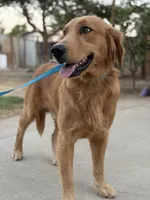 Simon , a male Golden Retriever for sale in Lindsay, CA – 5 of 7